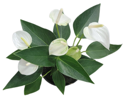 Anthurium White